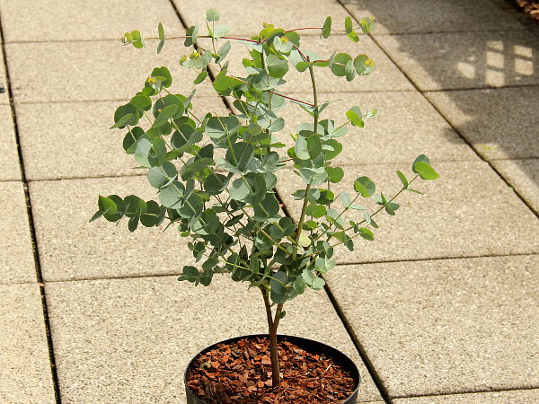 Eucalyptus gunnii