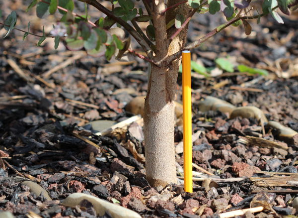 Eucalyptus gunnii