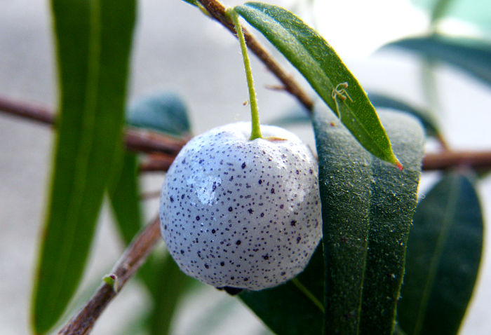 Austromyrtus dulcis