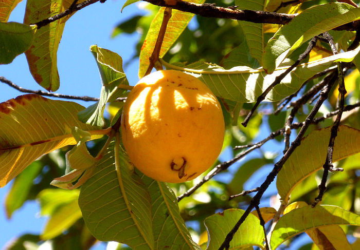 Psidium guajava