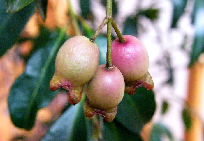 Syzygium paniculatum