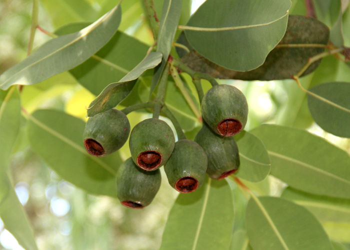 Eucalyptus ficifolia1