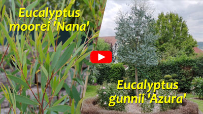 Eukalyptus