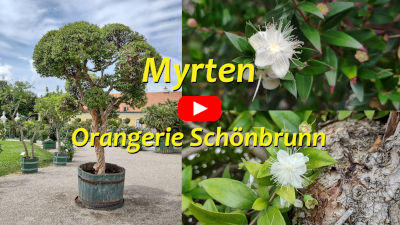 Myrten Schoenbrunn'