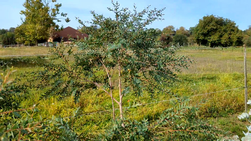 Eucalyptus parvula