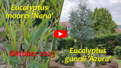 Eucalyptus gunnii und moorei