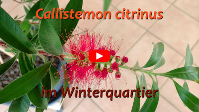 2-Callistemon citrinus
