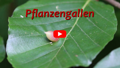 Pflanzengallen