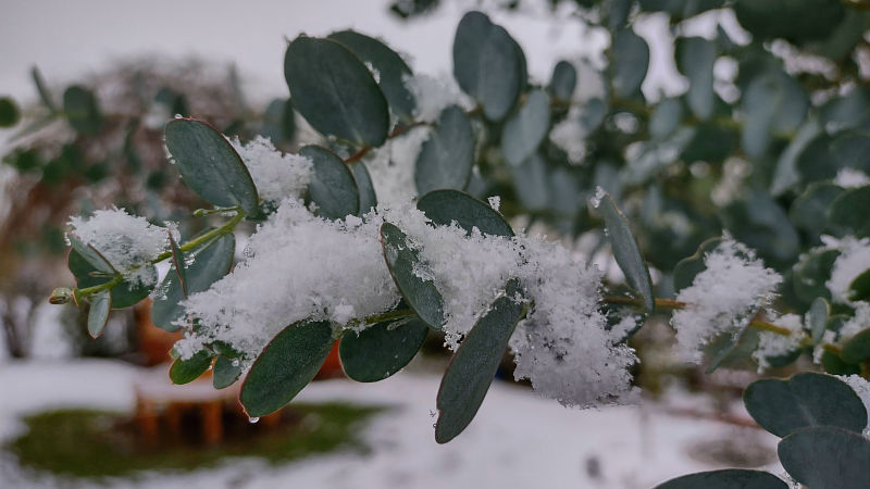 Eucalyptus gunnii