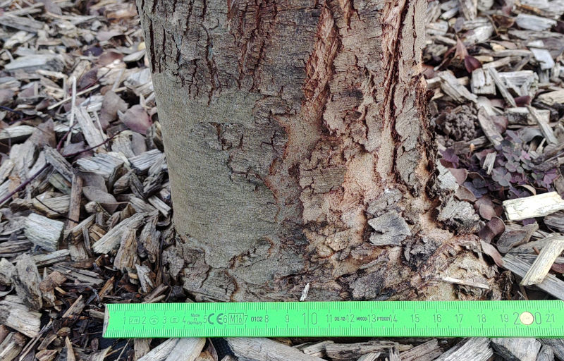 Eucalyptus gunnii