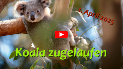 Koala