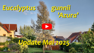 Eukalyptus gunnii Mai 2025