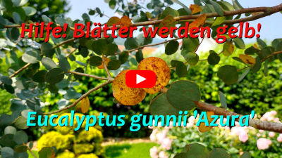 gelbe Blätter am Eukalyptus