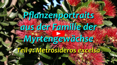 Metrosideros excelsa