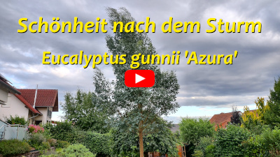 Gewitter