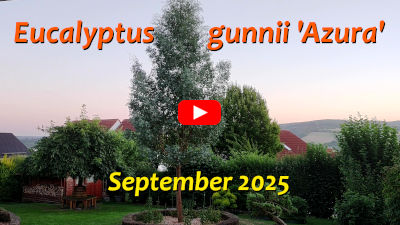 Eucalyptus gunnii