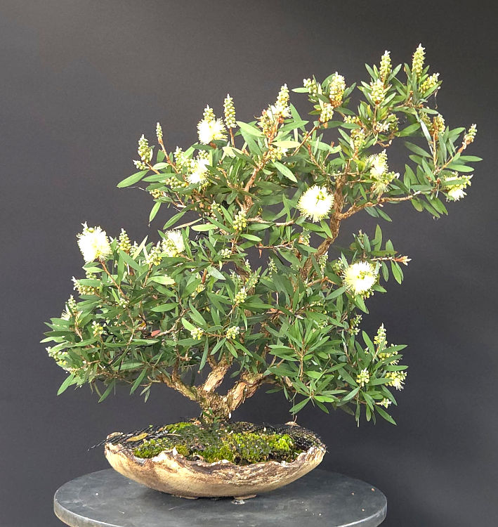 Melaleuca pallida