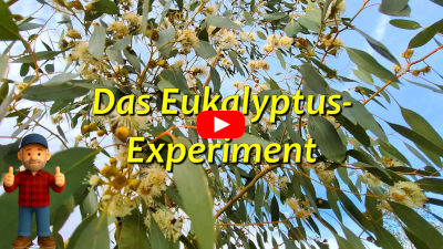 Eukalyptus-Projekt