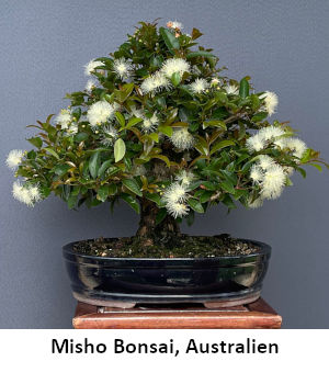 Misho Bonsai