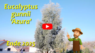 Eukalyptus gunnii Azura