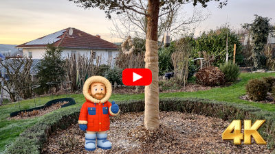 Winterschutz: Eukalyptus + Albizia