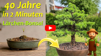 Bonsai-Lärche