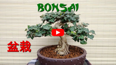 Bonsai