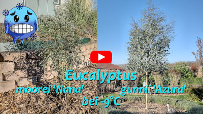 Eukalyptus bei Frost