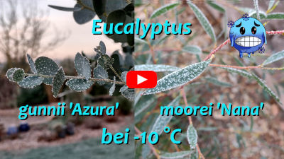 Eukalyptus bei Frost