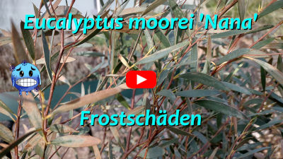 Eukalyptus moorei - Frostschaden