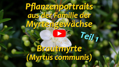 Pflanzenportraits - Myrtus communis