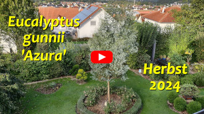 Eucalyptus gunnii 'Azura' - Herbst 2024