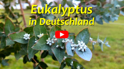 Eukalyptus-Projekt von Stefan Szczes