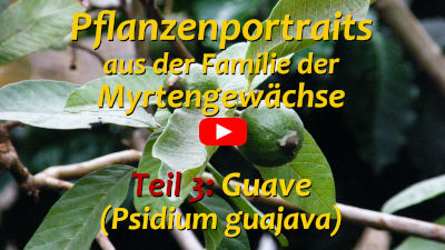 Psidium