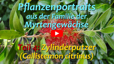 Callistemon