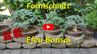 Efeu-Bonsai