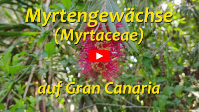 Myrtaceae auf Gran Canaria