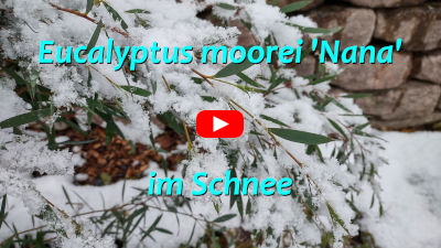 Eukalyptus im Schnee